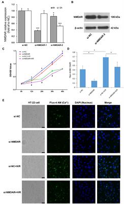 Effects of N-methyl-D-aspartate receptor knockdown and hypoxia/reoxygenation injury on the neuronal proteome and transcriptome